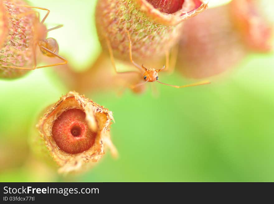 Flower And Ant