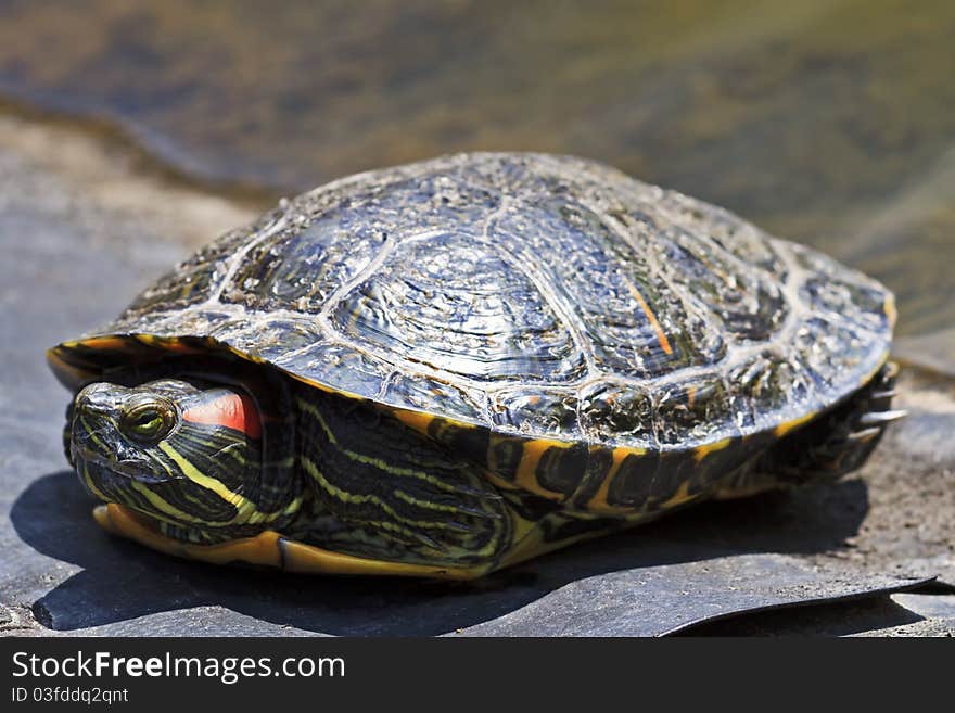 Turtle enjoy in sunny morning