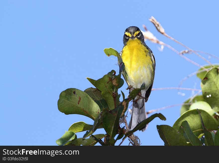 Adelaides warbler taken in Bermeja mountains, Cabo Rojo, Puerto Rico