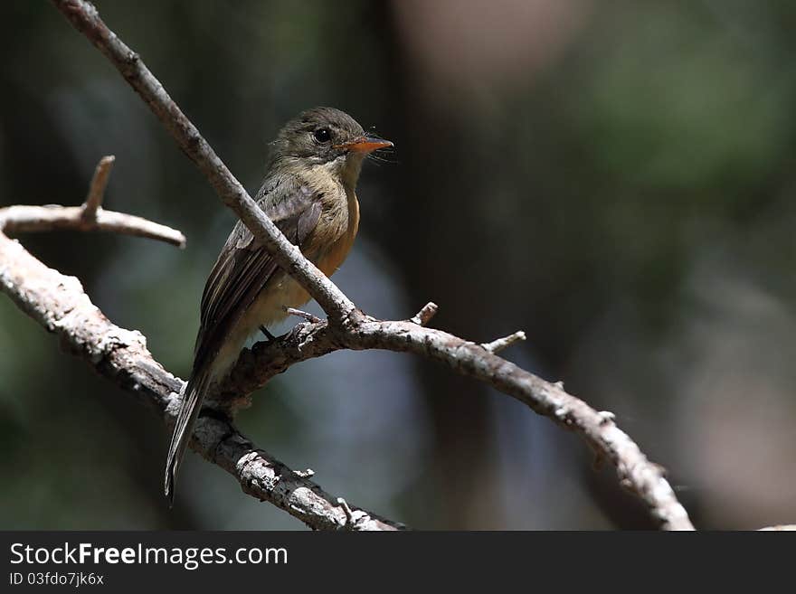 Lesser Antillean Pewee