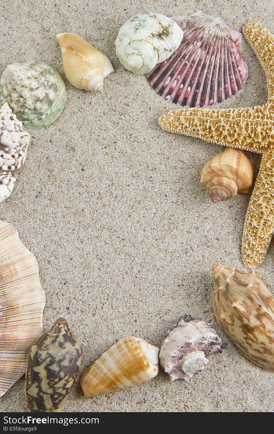 Starfish and sea shells on sand frame. Starfish and sea shells on sand frame