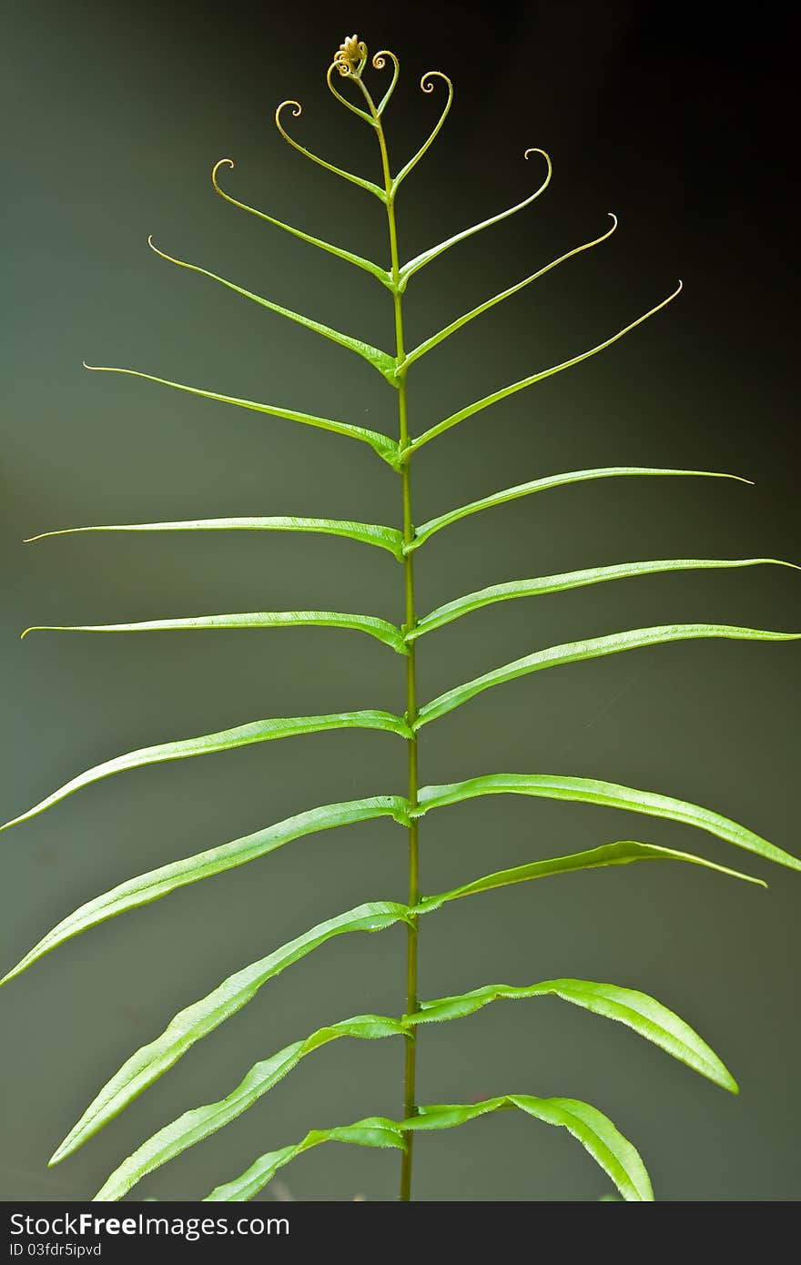 Close up leaf of a fern on a dark background. Close up leaf of a fern on a dark background