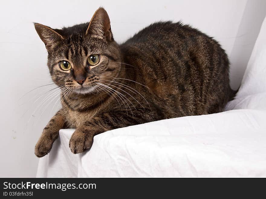 Portrait of a tabby cat posing on white