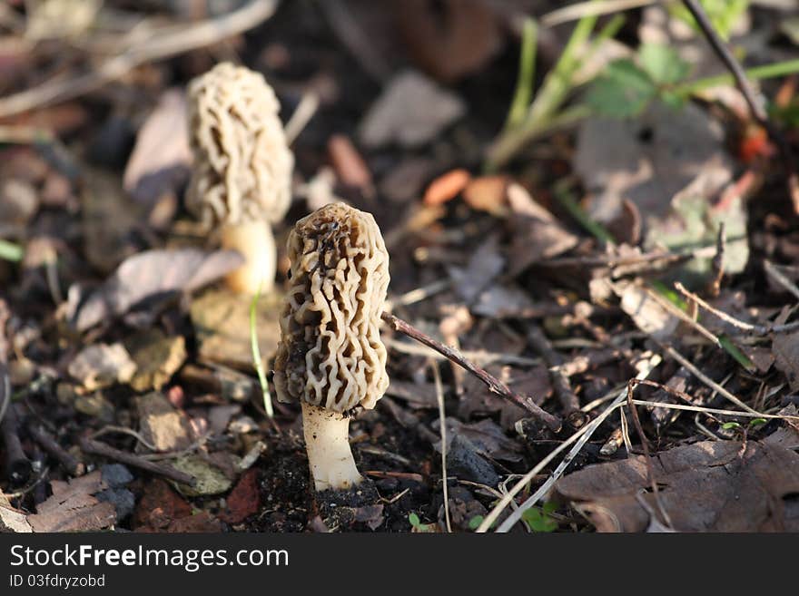 Morel Mushrooms