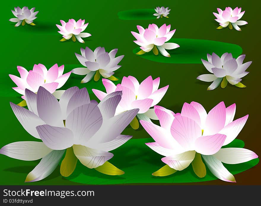 Lotus flowers