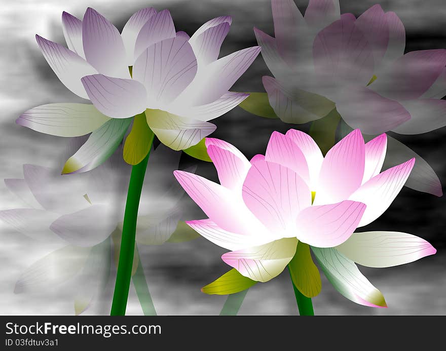 Purple and pink lotus flowers with a fog in the background