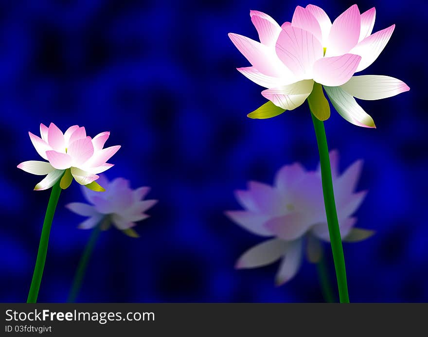 Pink and white lotus flowers with their reflection on blue and black background