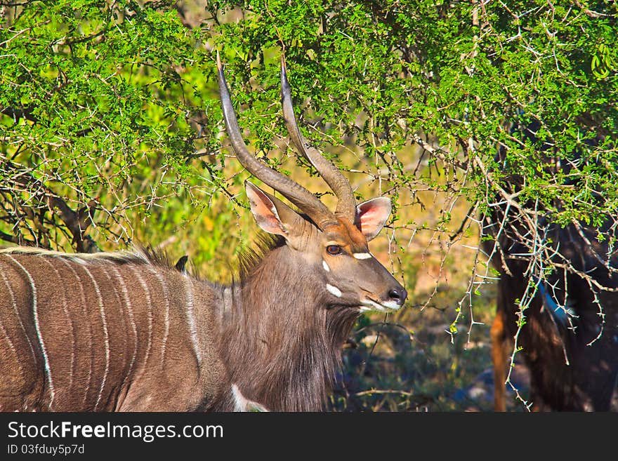 Male Nyala standing by a tree