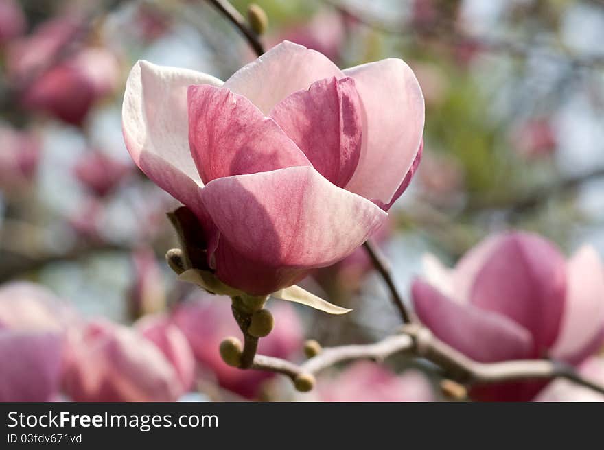 Flowers of Magnolias closeup in the spring garden