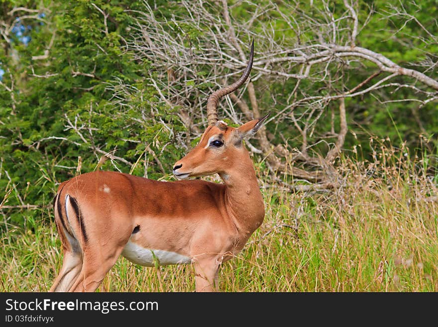 Male Impala With One Horn