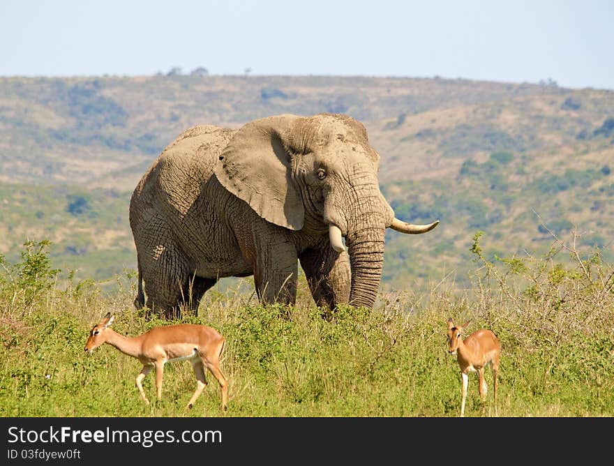 Bull elephant walking amongst Impala on the edge of a mountain. Bull elephant walking amongst Impala on the edge of a mountain