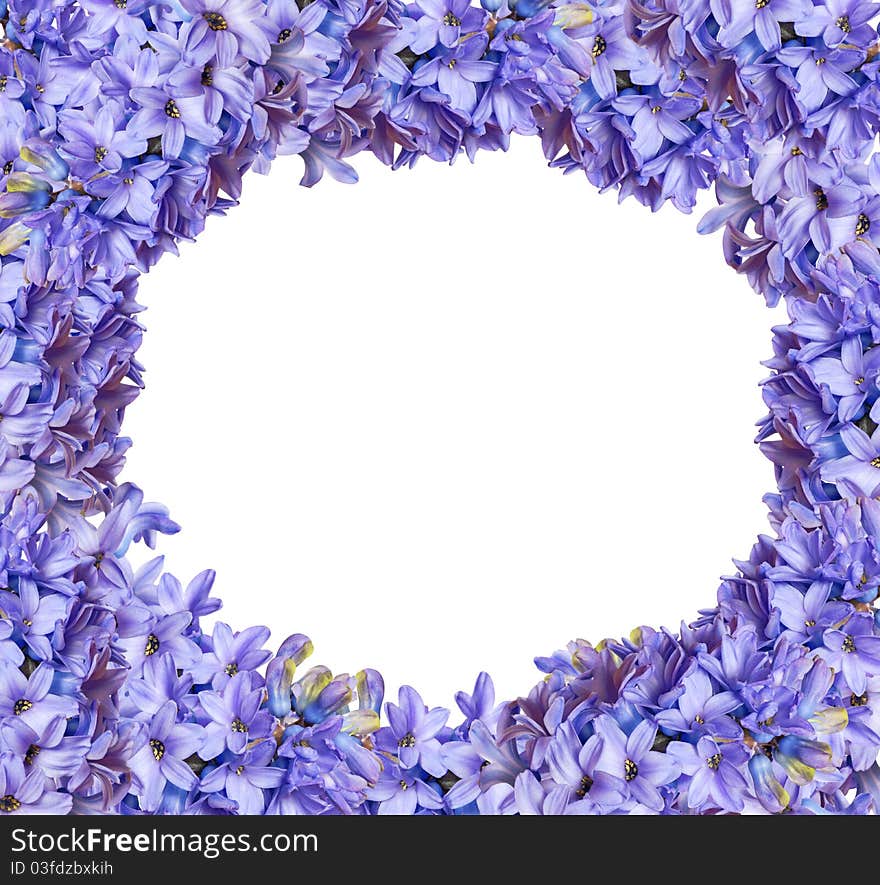 Frame from hyacinths on white background. Frame from hyacinths on white background