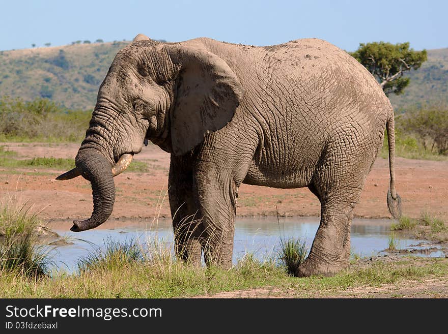 Bull Elephant drinking water