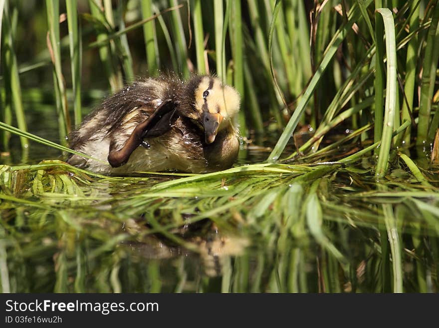 The juvenile of wild duck cub hidden in the reed.