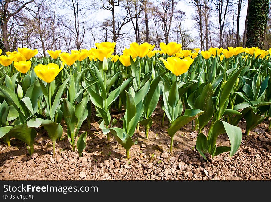 Tulips - Golden varietie