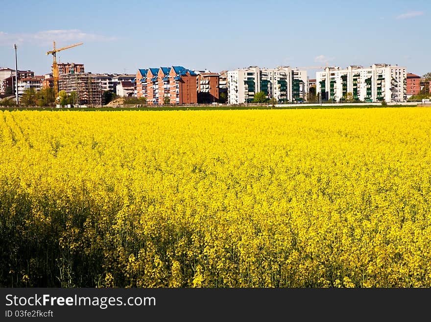 Field of yellow flowers in spring season close to the border of the city. Field of yellow flowers in spring season close to the border of the city