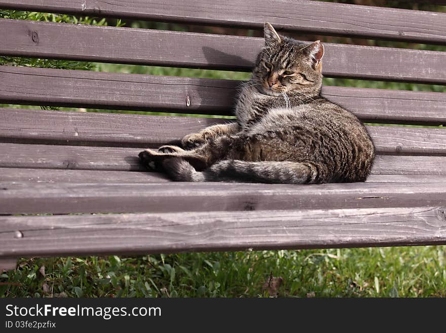 The relaxing domestic cat which is lying on the wooden bench. The relaxing domestic cat which is lying on the wooden bench.