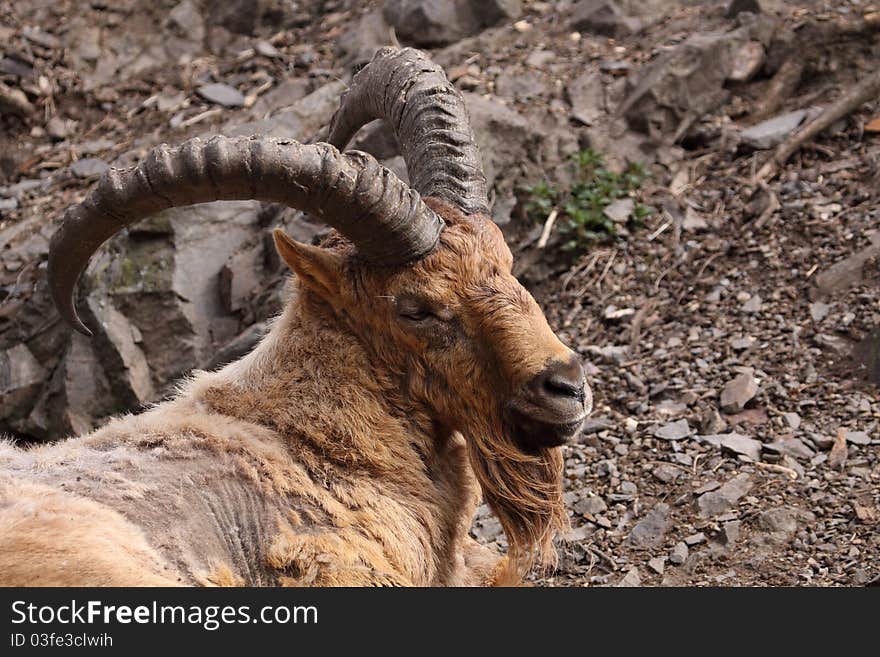 The detail of upper body of west caucasian tur in the mountainous terrain. The detail of upper body of west caucasian tur in the mountainous terrain.