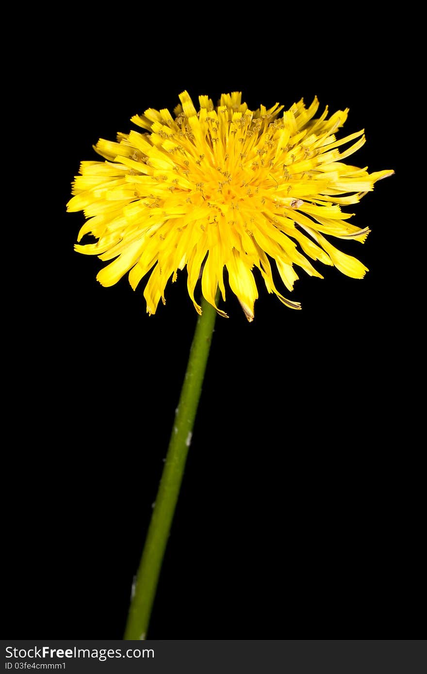 Dandelion (Taraxacum officinale) isolated on a black background