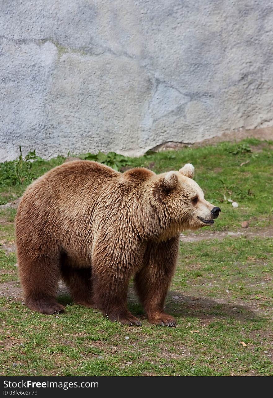 Big Brown Bear in zoo in Helsinki