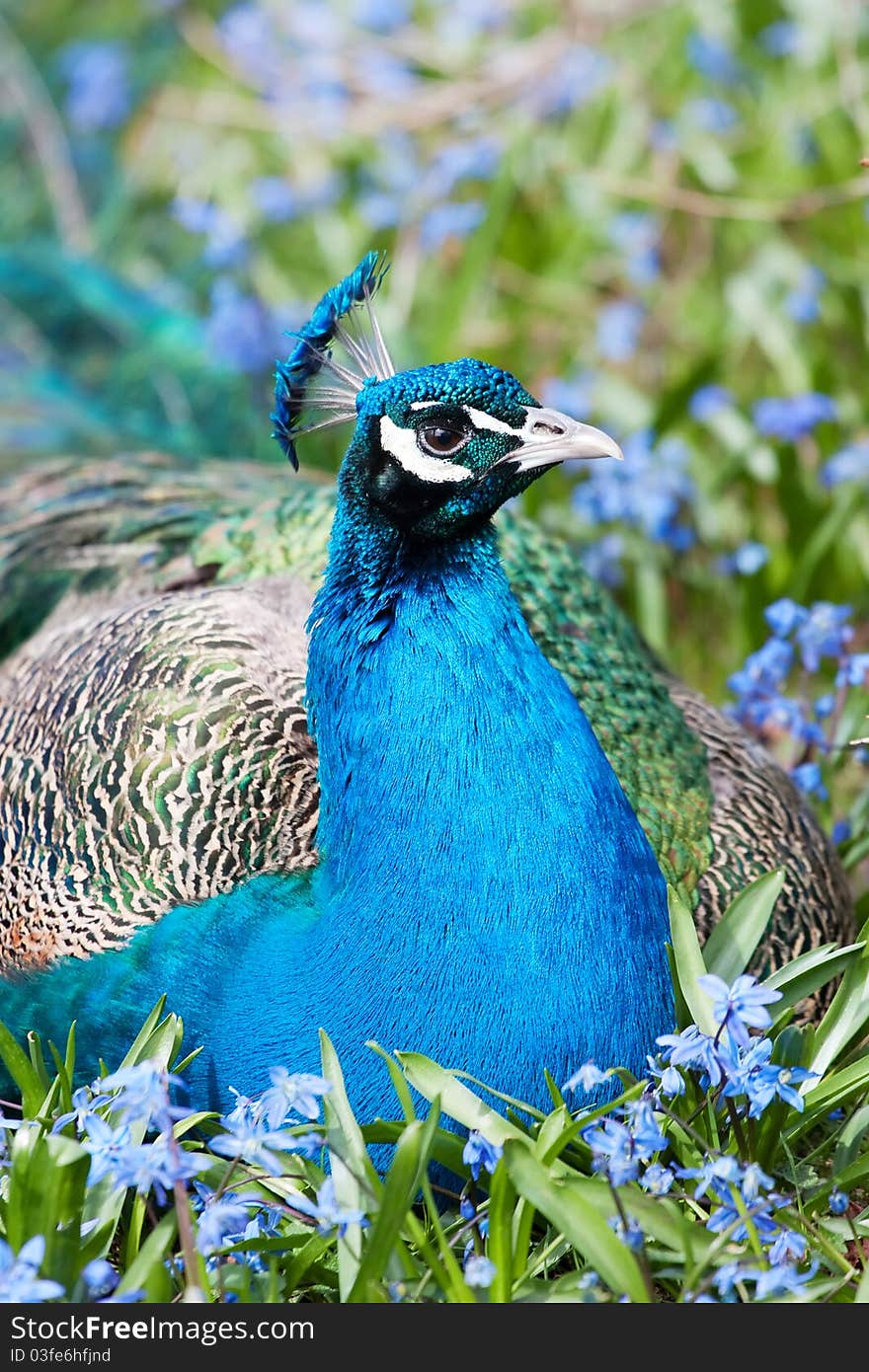 Male Indian Peafowl in zoo in Helsinki