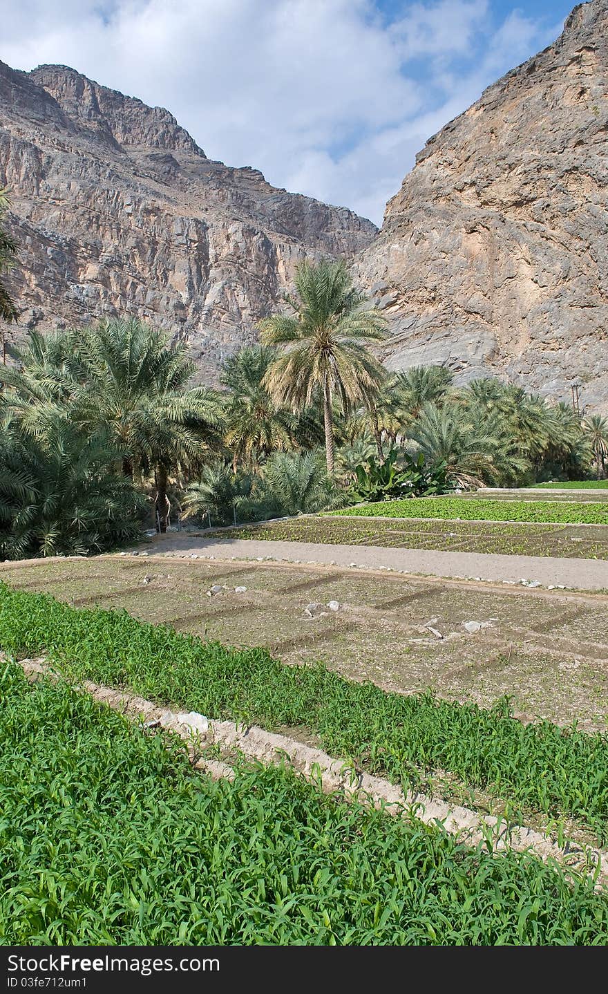 Traditional farm in country side of Oman.