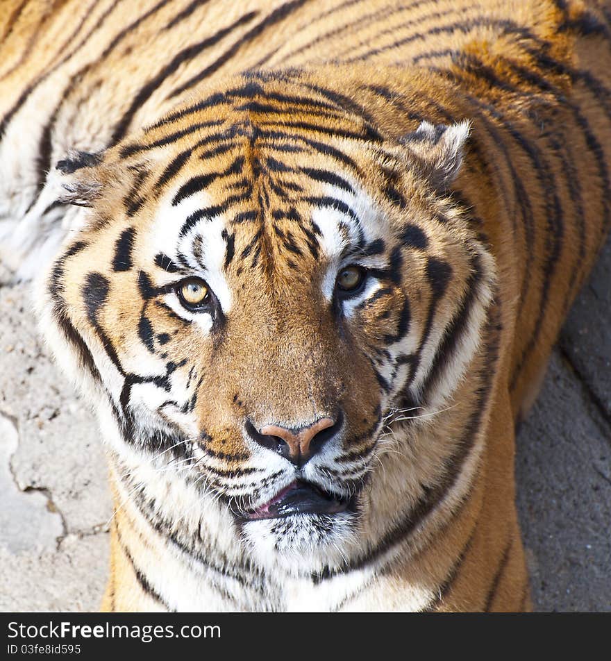 Bengal tiger portrait