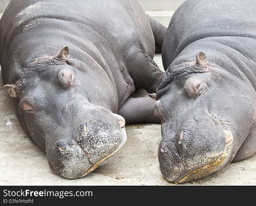 Hippopotamus Couple Sleeping