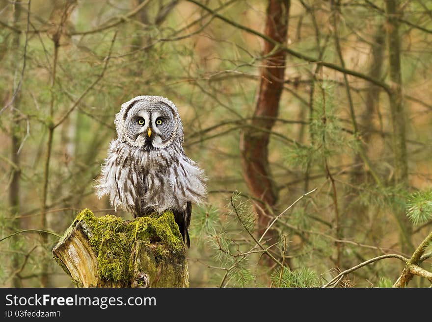 The Great Grey Owl sitting in the forest. The Great Grey Owl sitting in the forest