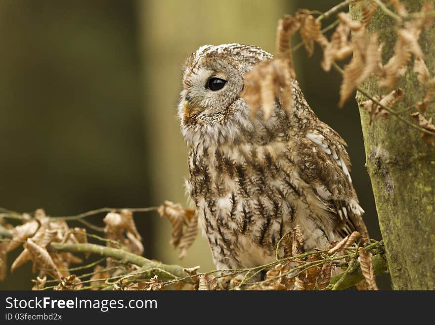 Tawny Owl