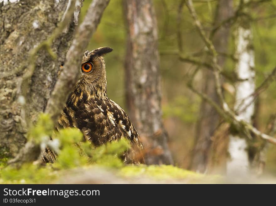 Eurasian Eagle Owl closeup portrait.