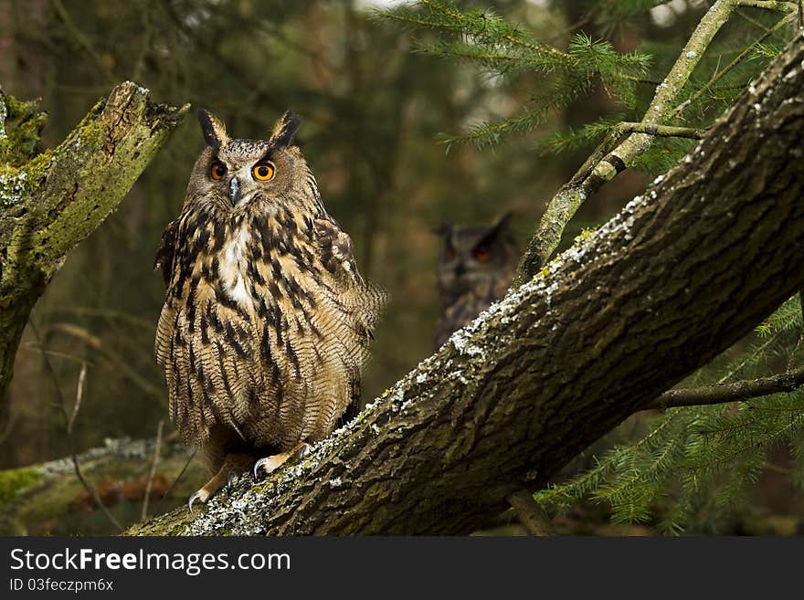 A pair of Eurasian Eagle Owls sitting in the forest