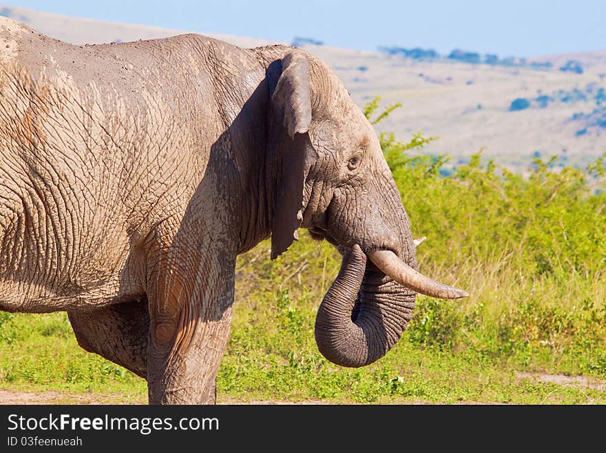 Close up of a Bull Elephant. Close up of a Bull Elephant