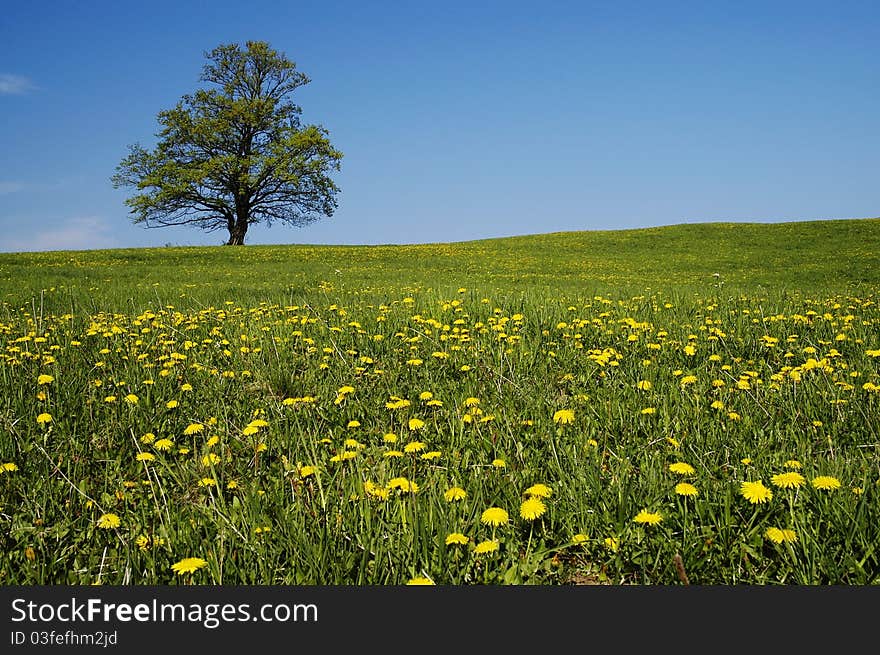 Large tree at the Spring Meadow