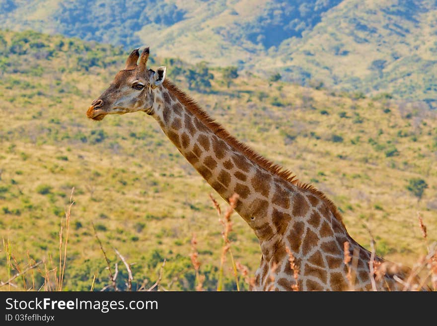 Girrafe with a mountain background