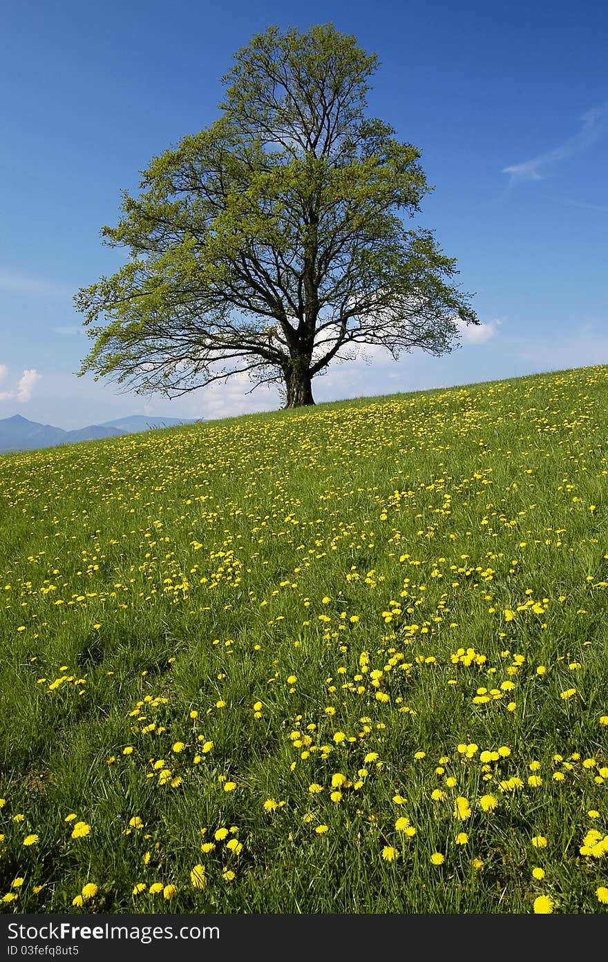 The tree in spring bloom meadow