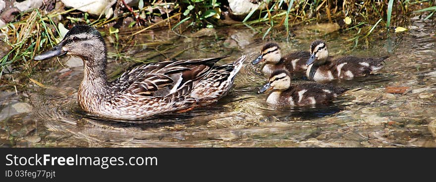 Female wild duck with three ducklings