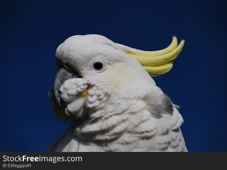 Yellow crested cockatoo on a blue background