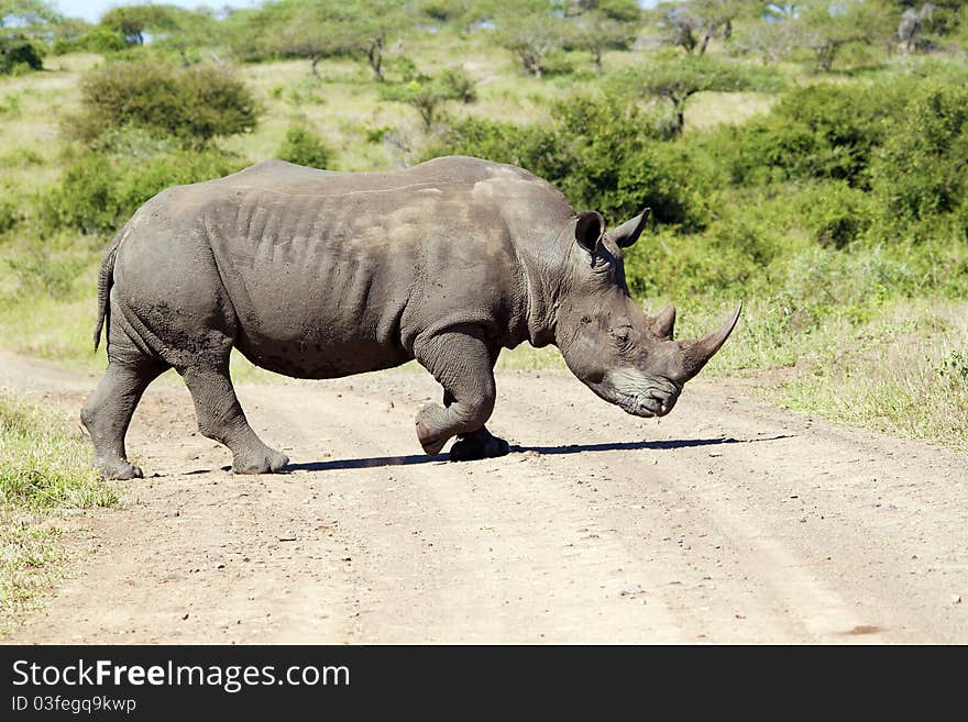 A white rhinocerous crossing a dirt road. A white rhinocerous crossing a dirt road