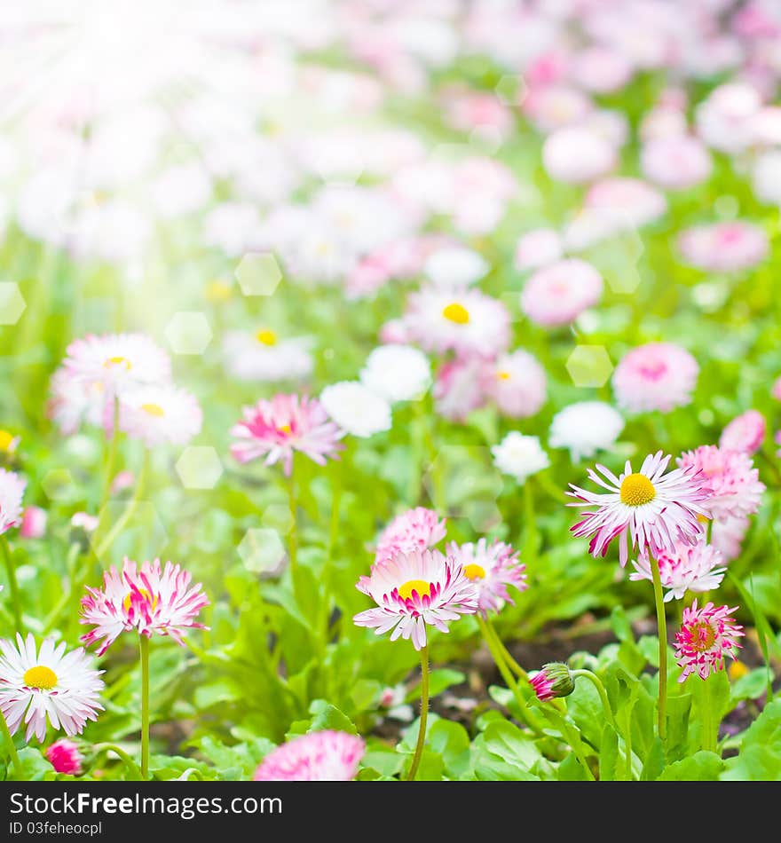 Field of marguerite