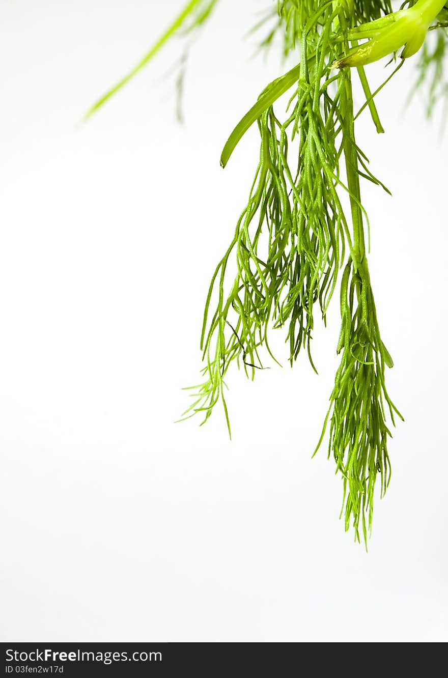 Fennel leaf