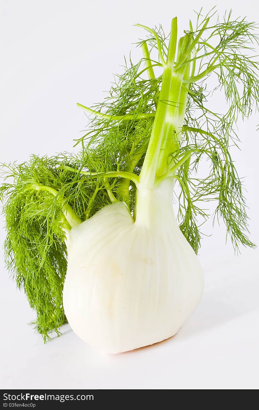 Fennel