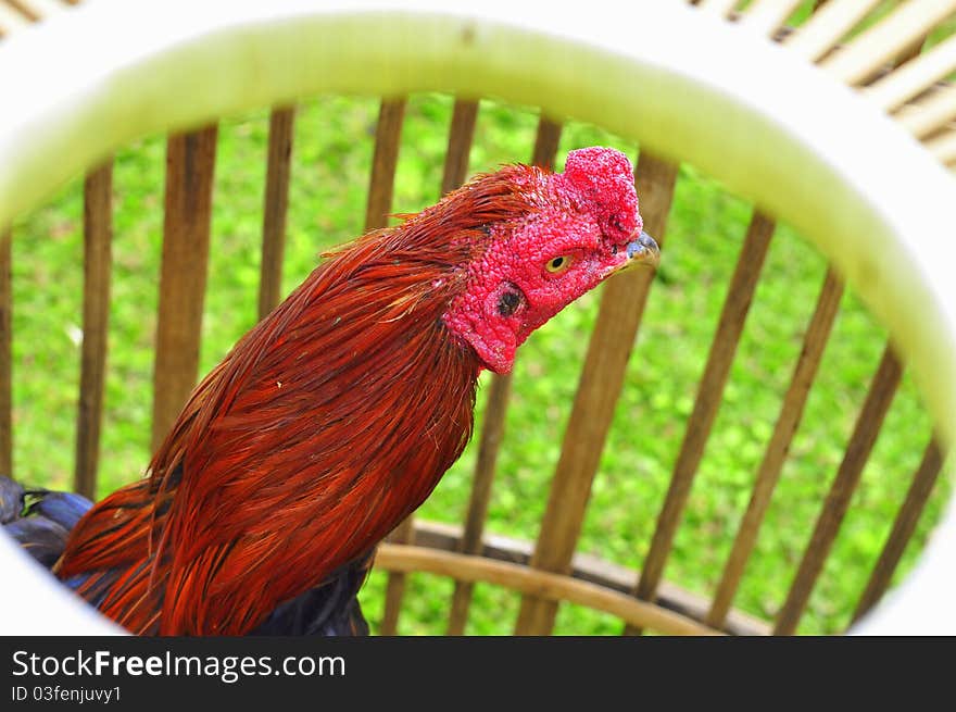 Rooster's head inside a cage