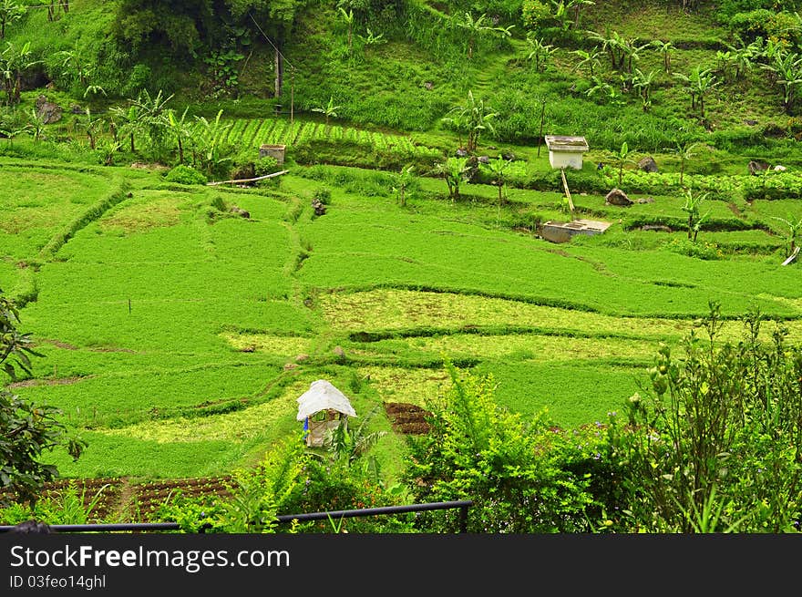 Beautiful green field in the morning. Beautiful green field in the morning