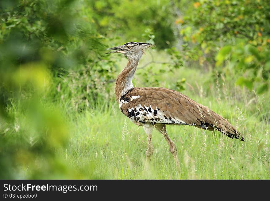 Kori Bustard, large bird walking in bush.