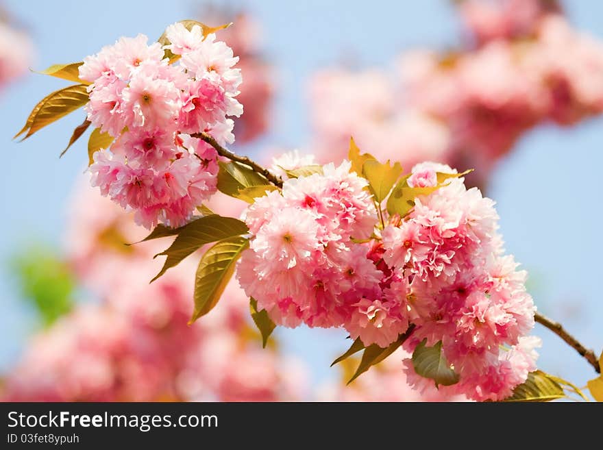 Prunus Serrulata â€œKanzanâ€œ - Sakura