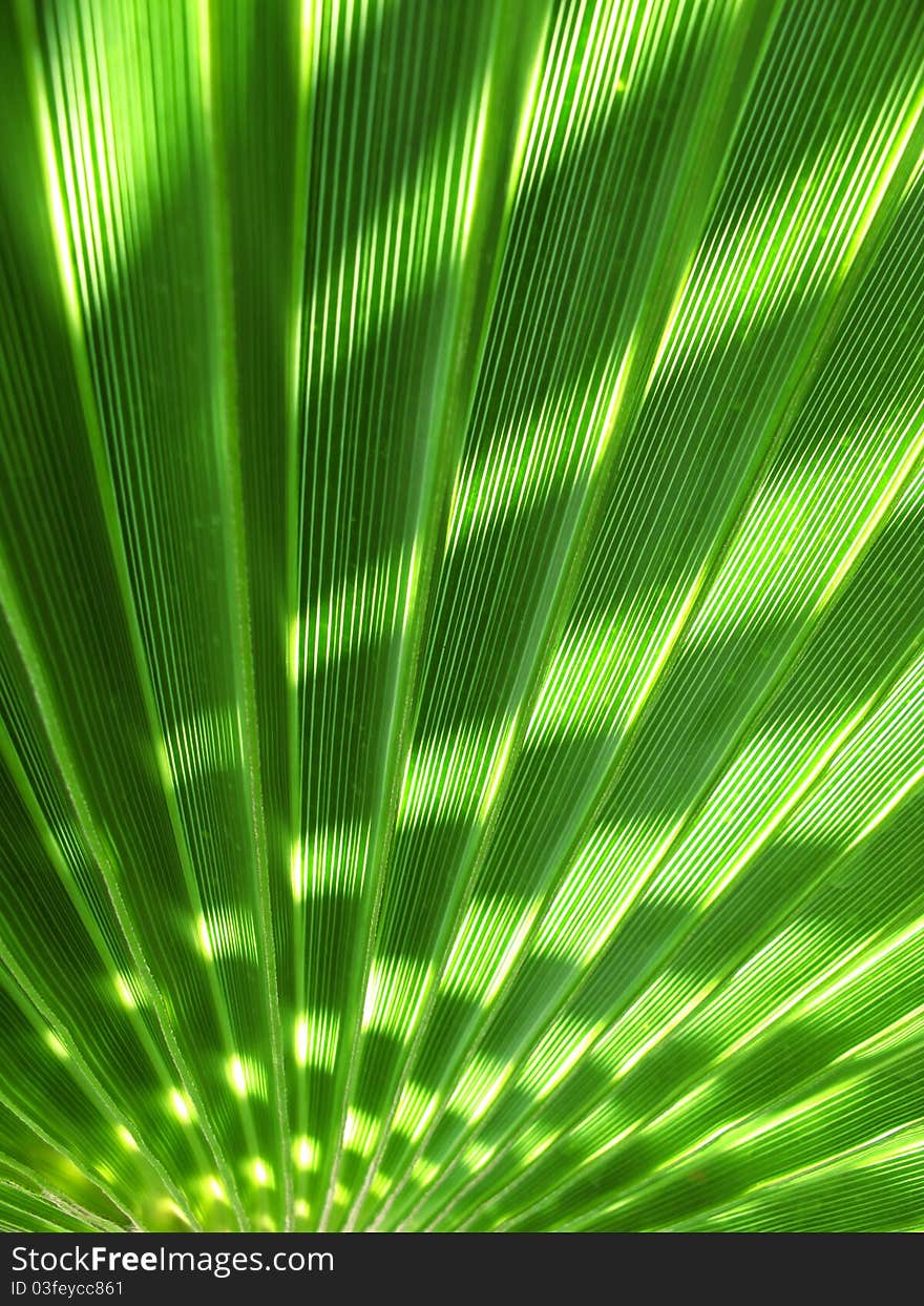 Green and sun light in a palm tree shade