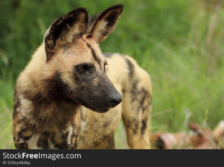 Wild dog, side profile, watching. Wild dog, side profile, watching