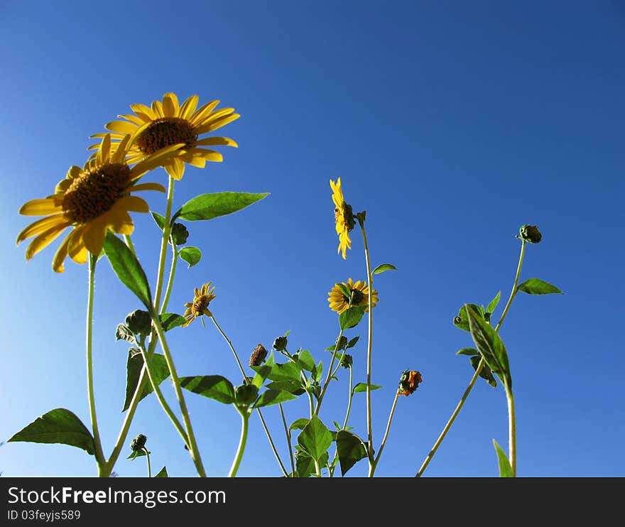 Sunflowers and blue sky