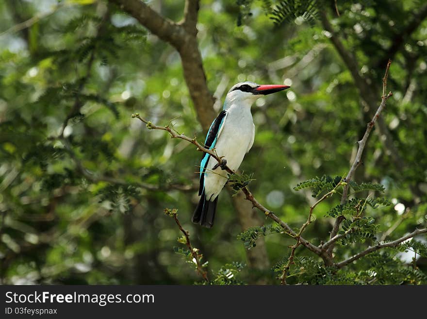 Woodland kingfisher